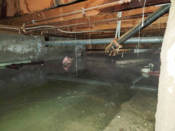 Best Water damage contractors near me  in Virginia, IL