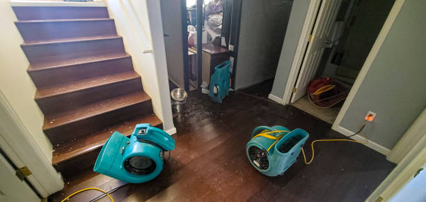 Best Carpet water damage restoration  in Virginia, IL