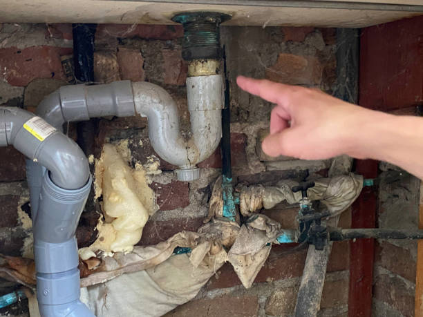 Best Water damage cleanup near me  in Virginia, IL